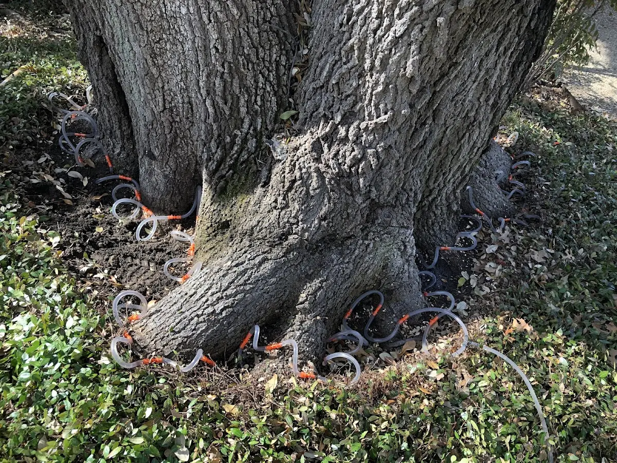 Detailed Tree Cabling and Bracing job site in Berwick